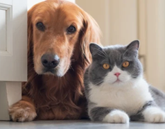 Mascotas Cepillo De Vapor Para Gatos 3 En 1 Autolimpiante Amarillo